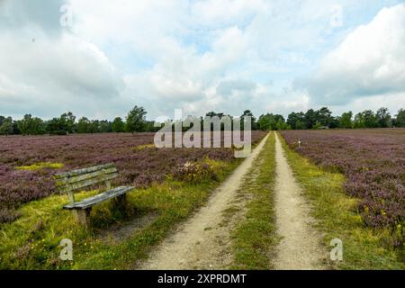 Eine wunderbare Wanderung durch die einzigartige und farbenfrohe Landschaft der Osterheide - Bispingen - Niedersachsen - Deutschland Stockfoto