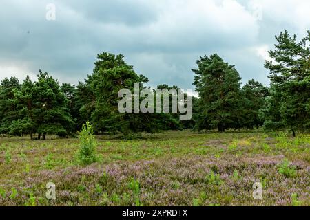 Eine wunderbare Wanderung durch die einzigartige und farbenfrohe Landschaft der Osterheide - Bispingen - Niedersachsen - Deutschland Stockfoto