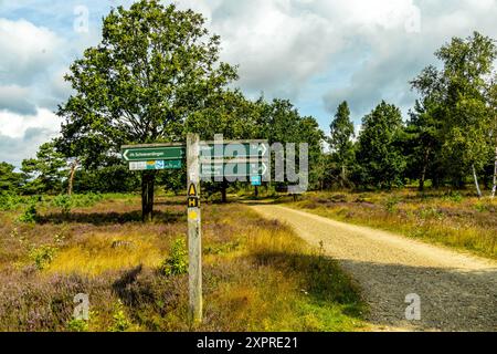 Eine wunderbare Wanderung durch die einzigartige und farbenfrohe Landschaft der Osterheide - Bispingen - Niedersachsen - Deutschland Stockfoto