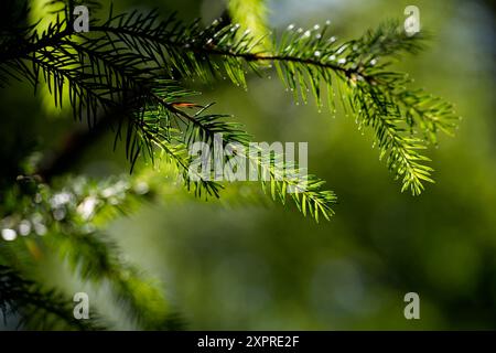 Frische Fichtensprossen im Wald im Sommer, Bayern, Deutschland Stockfoto