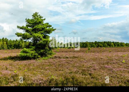 Eine wunderbare Wanderung durch die einzigartige und farbenfrohe Landschaft der Osterheide - Bispingen - Niedersachsen - Deutschland Stockfoto