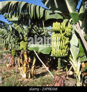 Landwirtschaft, Bananenbaum, Bananenbäume, Bananenbäume, Bananen, Banane Field, Banane Fields, Kanarische Inseln, Farbe, Farbe, Erntegut, Erntegut, Tag, E Stockfoto