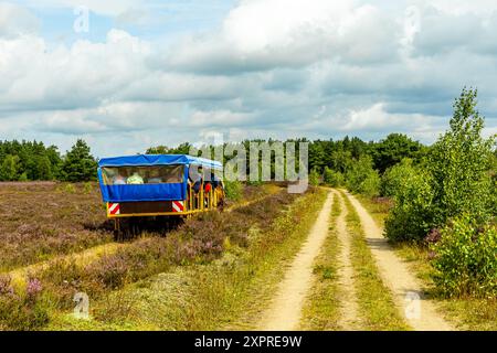 Eine wunderbare Wanderung durch die einzigartige und farbenfrohe Landschaft der Osterheide - Bispingen - Niedersachsen - Deutschland Stockfoto