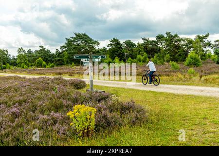 Eine wunderbare Wanderung durch die einzigartige und farbenfrohe Landschaft der Osterheide - Bispingen - Niedersachsen - Deutschland Stockfoto