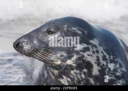 Portraitprofil einer weiblichen Kuh Grey Seal, Halichoerus grypus Stockfoto