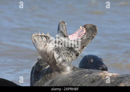 Grausiegel, Halichoerus grypus, Gähnen mit weit geöffnetem Mund, furchterregende Zähne, Nahaufnahme des Kopfes Stockfoto