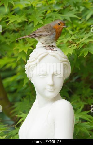 Robin steht auf dem Kopf einer weißen Statue einer schönen Frau, Gartenschmuck, Europäischer Robin, Erithacus rubecula, Stockfoto