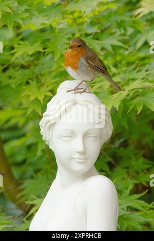 Robin steht auf dem Kopf einer weißen Statue einer schönen Frau, Gartenschmuck, Europäischer Robin, Erithacus rubecula, Stockfoto