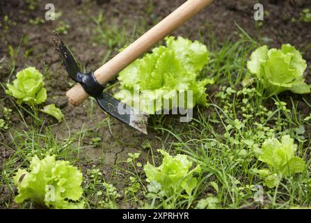 Bauer mit Hacke, Handwerkzeug, Landwirtschaft, Gemüsegarten, Guipuzcoa, Baskenland, Spanien Stockfoto