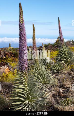 Echium wildpretii, Tajinaste, Nationalpark Caldera de Taburiente, La Palma, Kanarische Inseln, Spanien Stockfoto