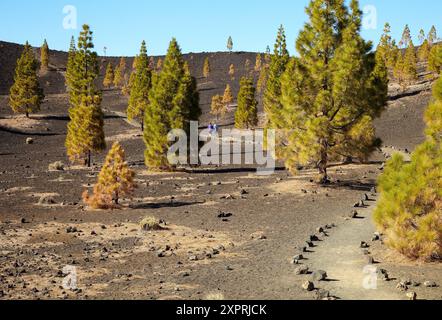 Samara-Vulkan, Pinus Canariensis, Pino Canario, Pico del Teide, der Nationalpark El Teide, Teneriffa, Kanarische Inseln, Spanien Stockfoto