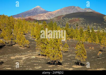 Pinus Canariensis, Pino Canario, Pico del Teide, der Nationalpark El Teide, Teneriffa, Kanarische Inseln, Spanien Stockfoto