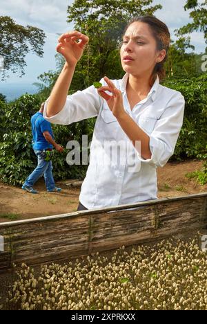 Die gekeimten Kaffee, Hacienda San Alberto, Cafetal, Kaffeeplantagen, Kaffee Kulturlandschaft, Buenavista, Quindio, Kolumbien, Südamerika Stockfoto