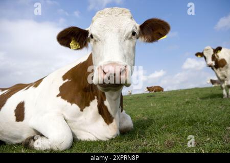 Grasende Kühe auf Dänemark Stockfoto