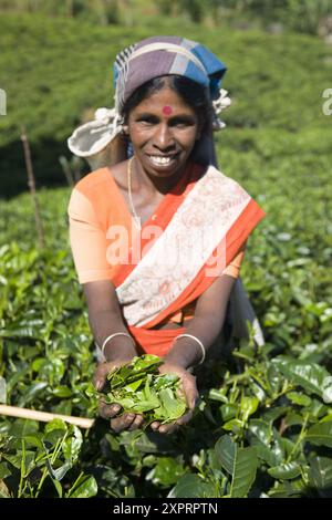 Tamil Tee-Pflückerinnen, Nuwara Eliya, Sri Lanka Stockfoto