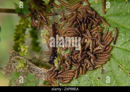 Raupe des Kartenschmetterlings unter einer großen Anzahl von Pfauraupen Stockfoto