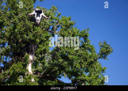 Ziegen in Marokko Arganbäume klettern Stockfoto