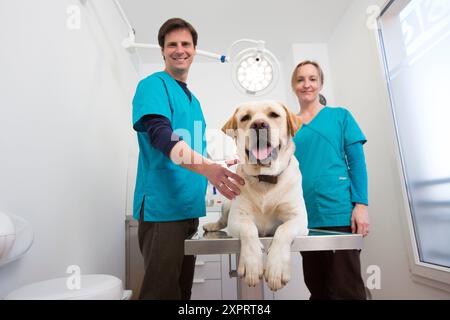 Tierärzte untersuchen einen Labrador Retiever in ihrer Operation Stockfoto