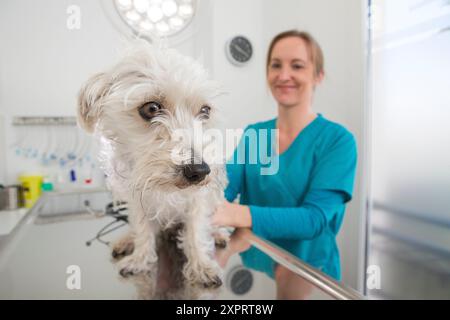 Tierarzt untersucht eine gemischt-Rasse Pudel/Terrier in ihre Operation Stockfoto
