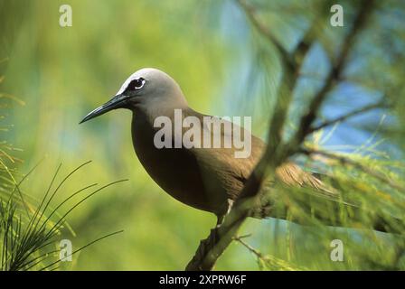 Geringerem Noddy, Anous Tenuirostris, Bird Island, Seychellen, Indischer Ozean Stockfoto