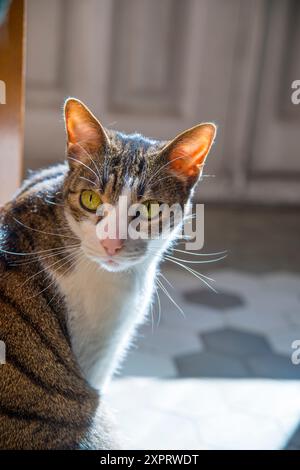 Porträt von Tabby und weißer Katze zu Hause. Stockfoto