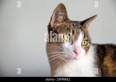 Porträt von Tabby und weiße Katze. Schließen Sie die Ansicht. Stockfoto