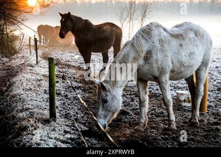 Niederländische nebligen Winter Landschaft mit Pferden und einem Sonnenuntergang. Stockfoto