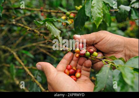 Kaffeeproduzent zeigt die Kirschen in einer Kaffeeplantage in der Region Armenien, Departement Quindio, Kordillera Central of the Anden Mountain Stockfoto