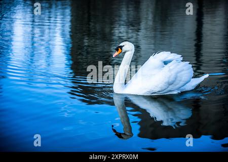 Höckerschwan (Cygnus olor) Stockfoto