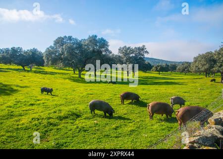 Iberische Schweine auf einer Wiese. Tal los Pedroches, Provinz Cordoba, Andalusien, Spanien. Stockfoto