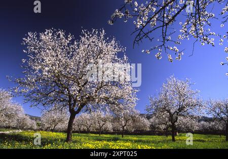 Amond Baum blüht. Calvia, Mallorca. Balearen, Spanien Stockfoto