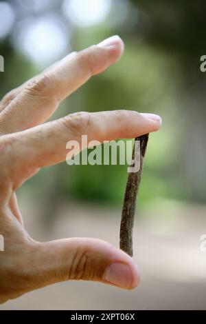 Hand des Mannes mit einem trockenen Stock auf seinen Fingern Stockfoto