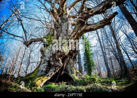 Escondelobo-Kastnut Castanea sativa-, casas del Castañar, sierra de San Bernabe, Jerte Valley, Caceres, Extremadura, Spanien, europa. Stockfoto