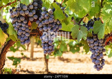 Traube. Bereich der Reben, Santa Maria, Mallorca, Balearen, Spanien, Europa. Stockfoto