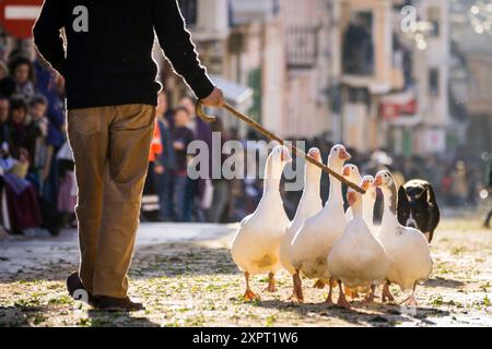 Beneïdes de Sant Antoni, Muro, Mallorca, Balearen, Spanien. Stockfoto