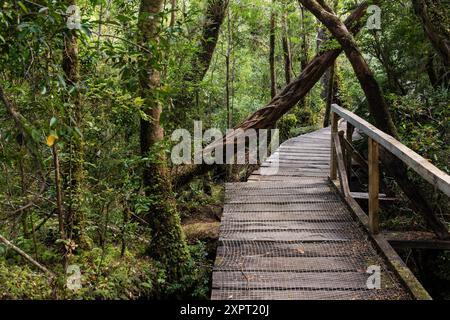 Parque Nacional Chiloé, Cucao, cordillera de la costa, Archipiélago de Chiloé, Provincia de Chiloé, Región de Los Lagos, Patagonien, República de Chile, Stockfoto