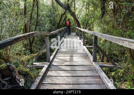 Parque Nacional Chiloé, Cucao, cordillera de la costa, Archipiélago de Chiloé, Provincia de Chiloé, Región de Los Lagos, Patagonien, República de Chile, Stockfoto