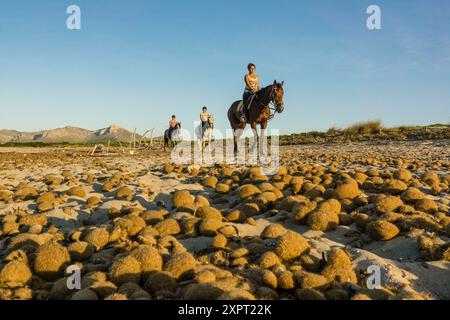 bolas de posidonia, playa de Es Dolç, dunas de Son Real, bahia de Alcudia, Santa Margarida, Mallorca, balearen, spanien, europa. Stockfoto