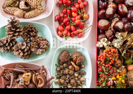 Kastanien, Kegel, Brühe, Eicheln, herbstliche Früchte für kreative Bastelideen Stockfoto