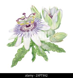 Passionsblume handgemalt Aquarell isoliert florale Illustration. Violettes und grünes Passiflora-Arrangement mit Blüten und Knospen. Stockfoto
