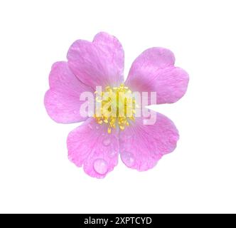 Rosa Hagebuttenblüte mit Wassertropfen isoliert auf weißem Hintergrund. Natürliches Objekt mit Begrenzungsmaske. Stockfoto