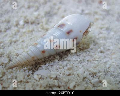 Hintergrund am Meer mit weißer langer Schale auf Sand, selektiver Fokus. Terebra maculata - Muschel auf dem Sand. Stockfoto