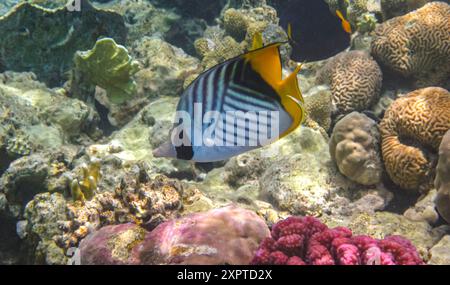 Fadenflosse (Chaetodon auriga) im Roten Meer, Ägypten. Schmetterlingsfische in der Nähe des Korallenriffs im Ozean über dem farbenfrohen Korallenriff. Stockfoto