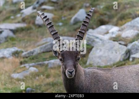 August 2022 - intensiver Blick von einem wilden Steinbock und langen Hörnern im Gran Paradiso Park - Sommersaison - Rifugio Vittorio Sella - Val di Cogne Stockfoto