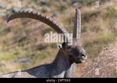 August 2022 - intensiver Blick von einem wilden Steinbock und langen Hörnern im Park Gran Paradiso - Sommersaison - Rifugio Vittorio Sella - Val di Cogne (AO) Stockfoto