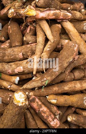 Viele Bio-Maniok auf dem kolumbianischen Bauernmarkt - Manihot esculenta Stockfoto