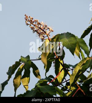 Aesculus indica - Indische Rosskastanie Stockfoto