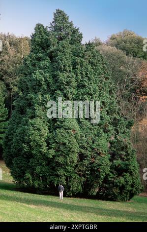 Port Orford Cedar oder Lawson Cypress (Chamaecyparis lawsoniana), Cupressacaea. Großer Nadelbaum, Zierpflanze. Schloss Sammezzano, Toskana, Stockfoto