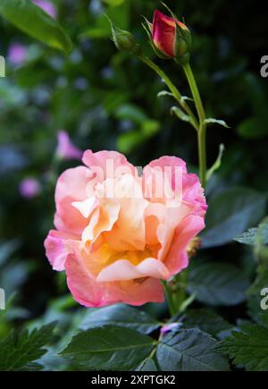 Rose „Fighting Temeraire“ Stockfoto