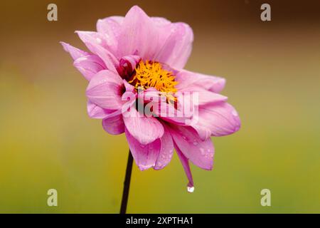 Nahaufnahme einer lebendigen Gartendahlie in voller Blüte, die die komplexen Details ihrer farbenfrohen Blütenblätter und der reichhaltigen Textur einfängt. Ideal für Natur, Blumen, Stockfoto